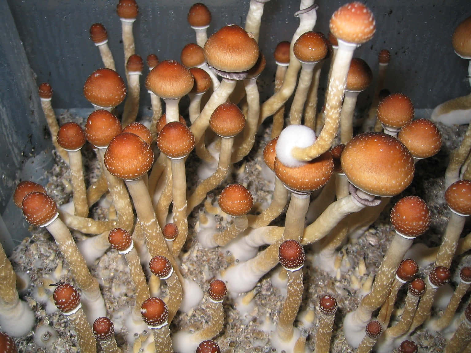 自然環境中的鮮豔迷幻蘑菇 壁紙 — 一簇橙色帽蘑菇，有斑點帽和蒼白莖，密集生長在顆粒狀基質中。