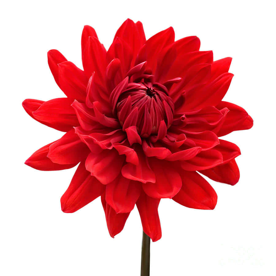 自然的完美之姿 – 白花 壁紙 — 一朵鮮紅的大麗花，花瓣層層疊疊，在純白背景上盛開。