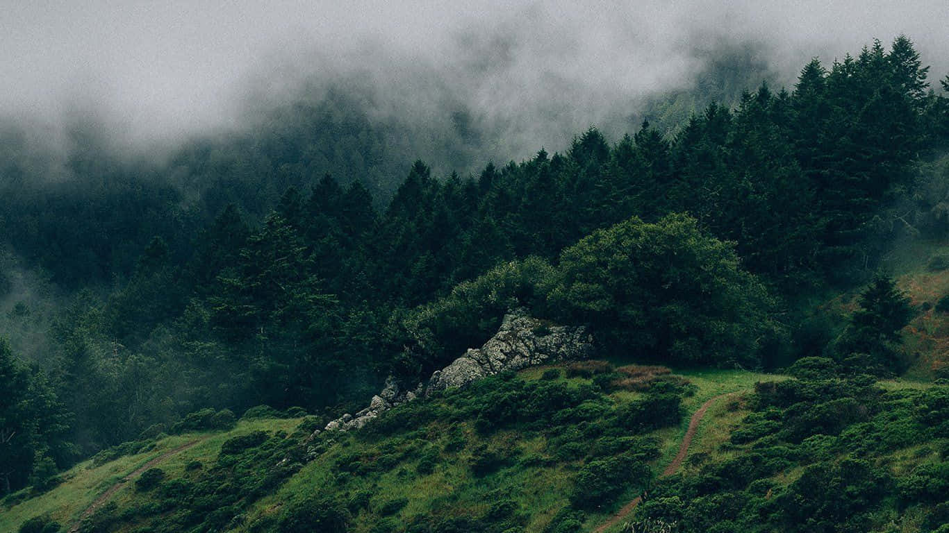 霧氣瀰漫的常綠森林中的蜿蜒山徑