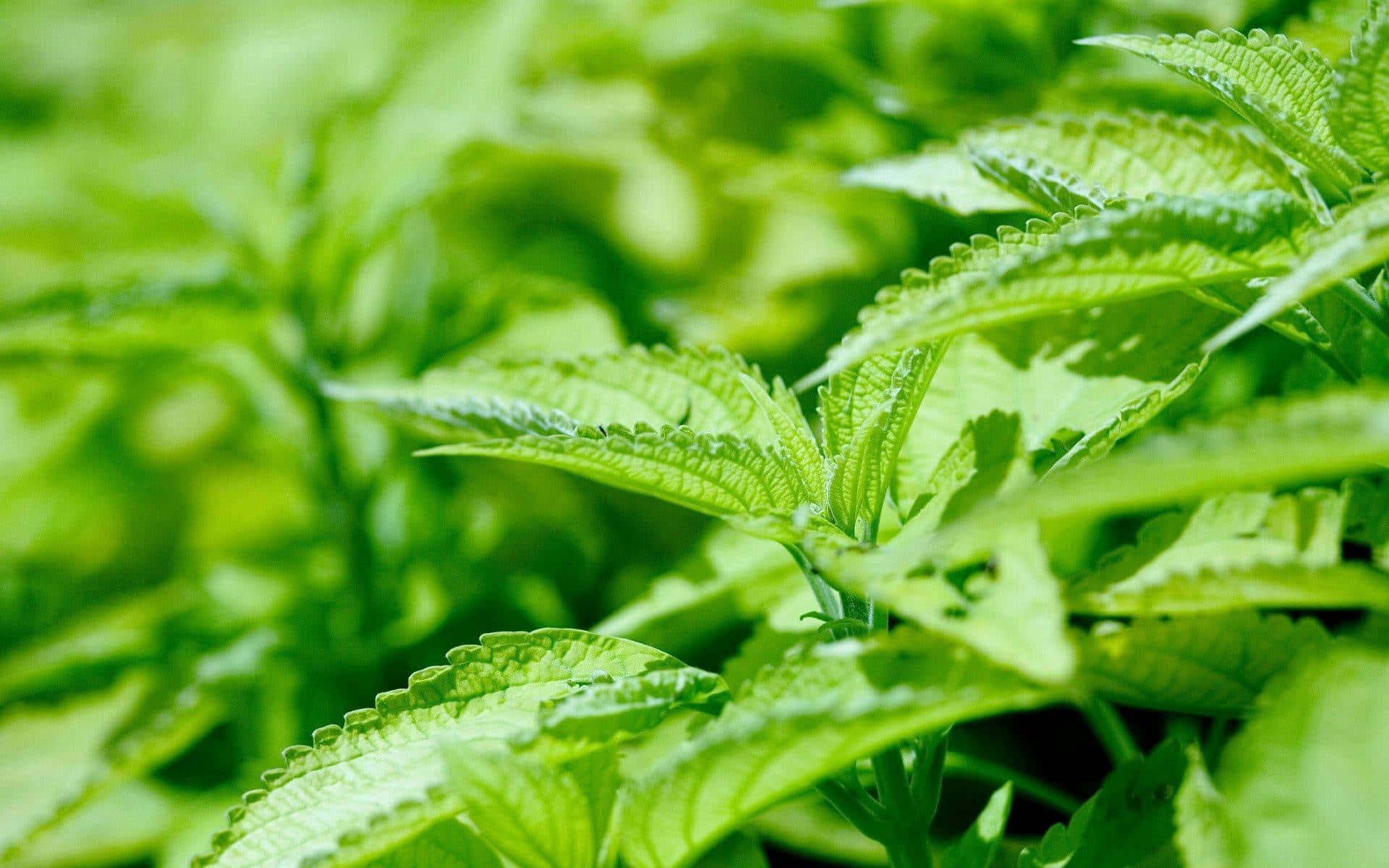 自然盛開！ 壁紙 — 充滿活力的綠色蕁麻葉，邊緣呈鋸齒狀，帶有露珠，在柔和自然光下閃閃發光。