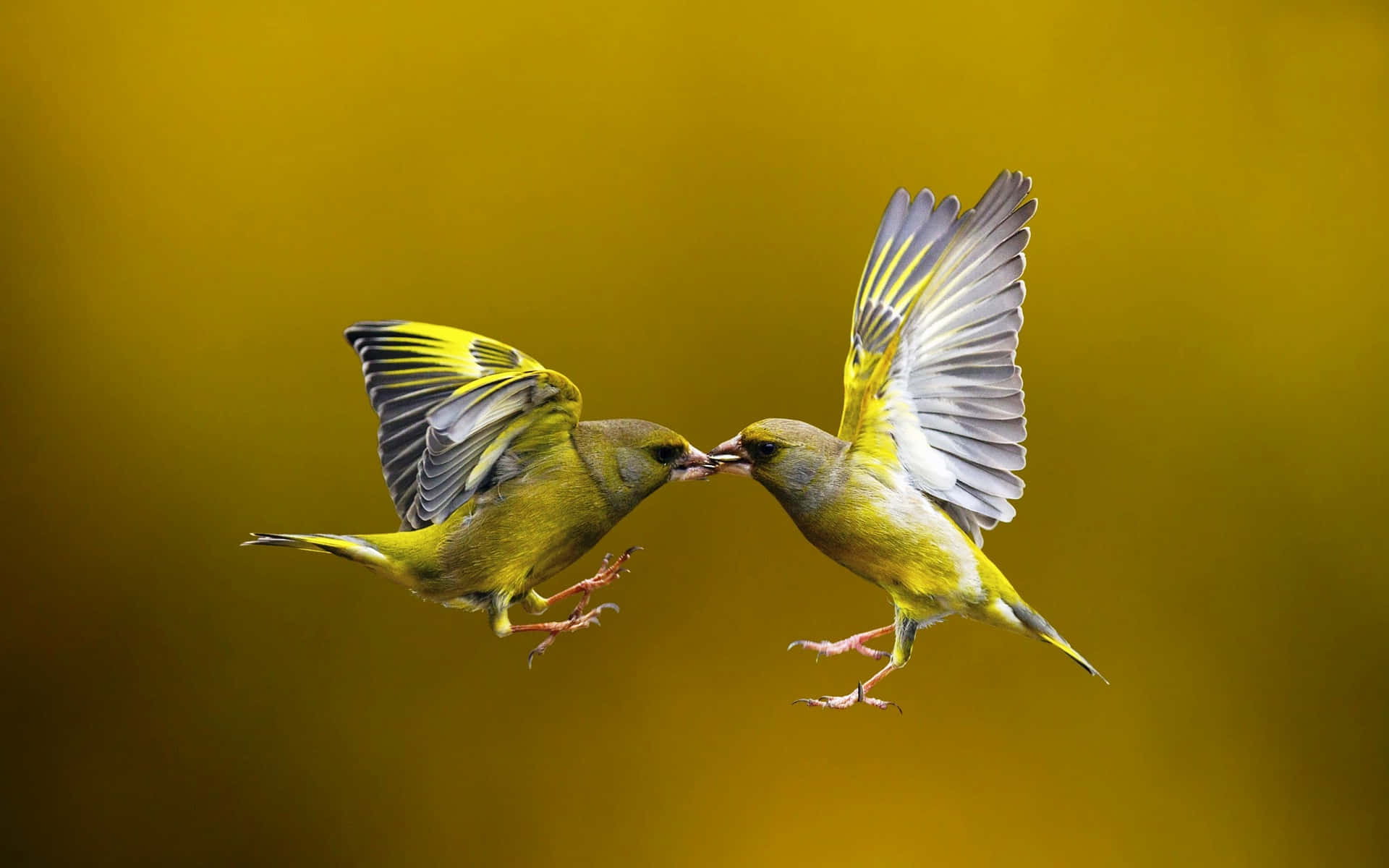 兩隻黃色的鳥兒在金色背景下飛行並在空中觸碰鳥喙。