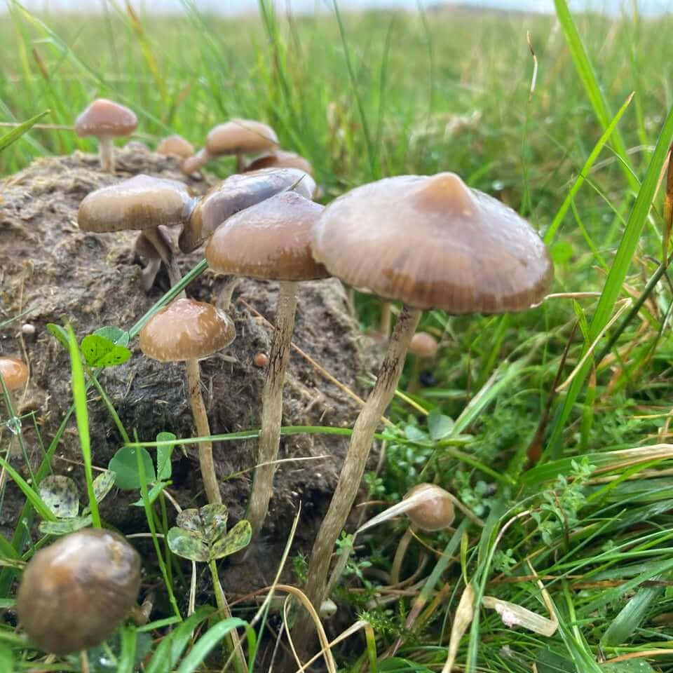 自然菇類種類圖片 壁紙 — 一簇棕色蘑菇從糞堆中長出，生長在鮮綠的草地上，沐浴在柔和日光下。