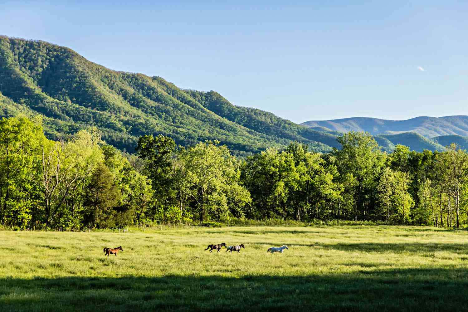 自然農場田野風景 壁紙 — 馬匹在陽光明媚的草地上自由吃草和漫步，周圍是茂密的樹木和連綿起伏的綠色山脈，天空清澈湛藍。
