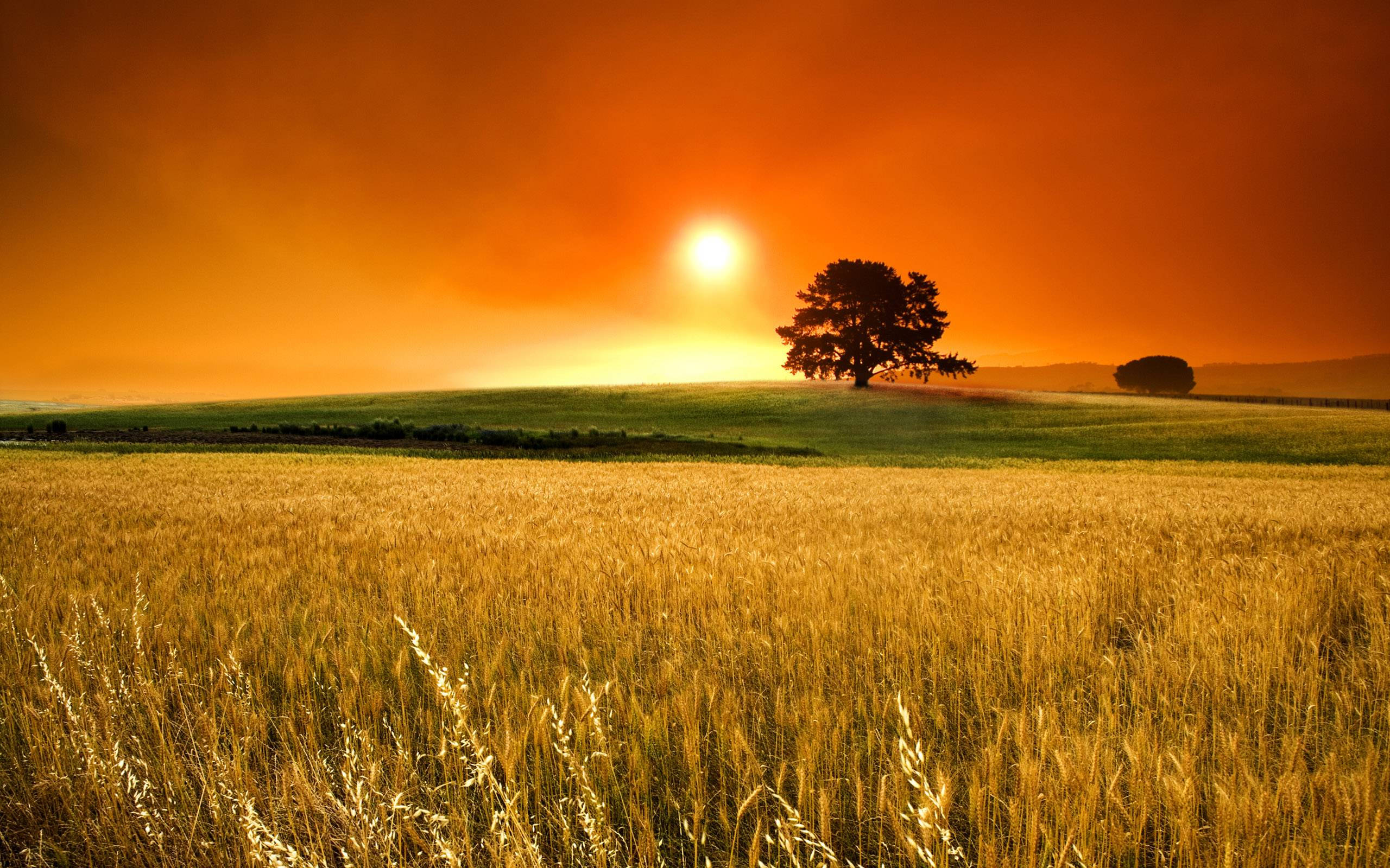 自然農場風景 壁紙 — 一棵孤樹在金色麥田上以火橙色夕陽為背景形成剪影。