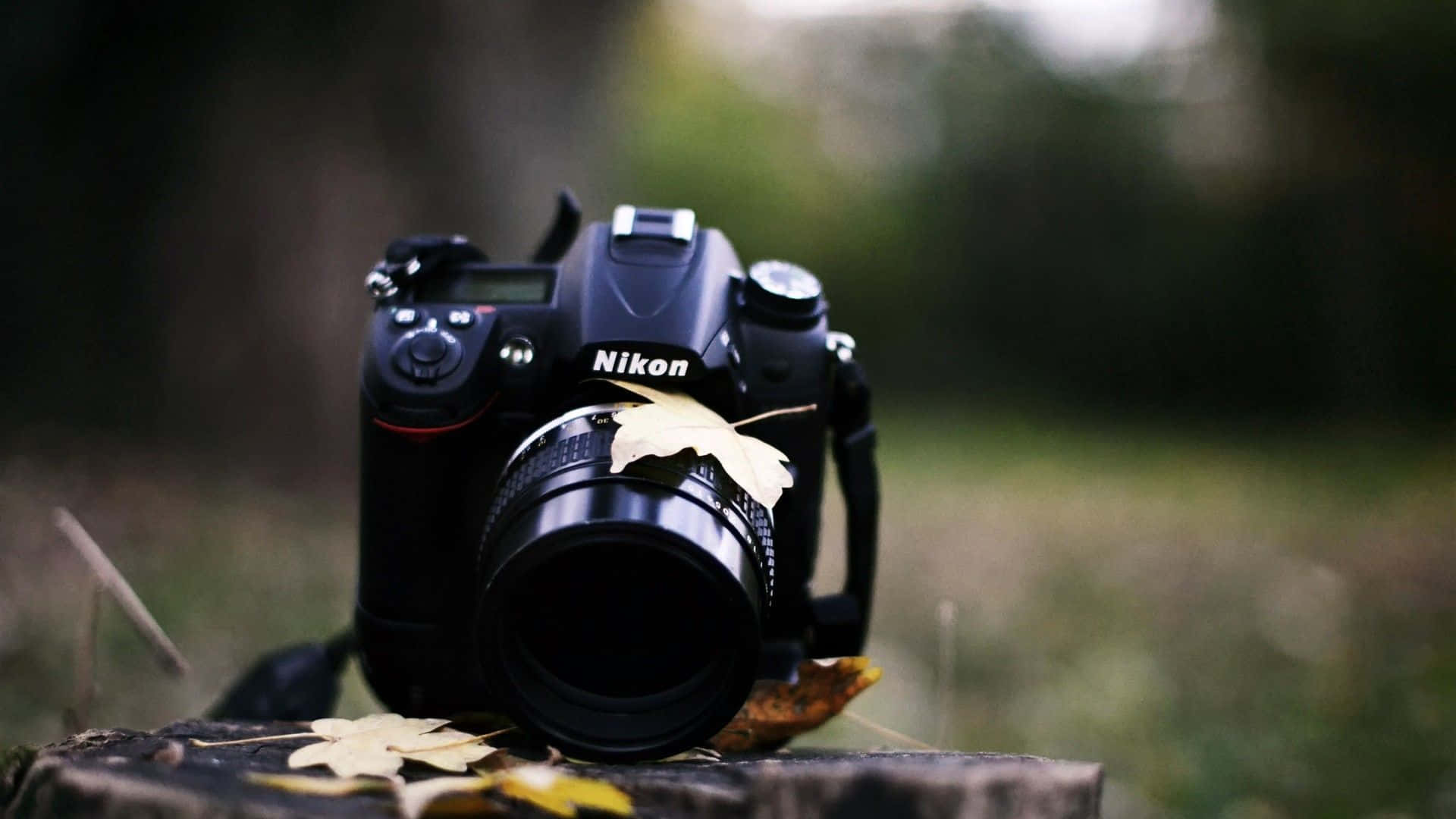 森林中樹樁上的黑色Nikon相機和落下的秋葉。