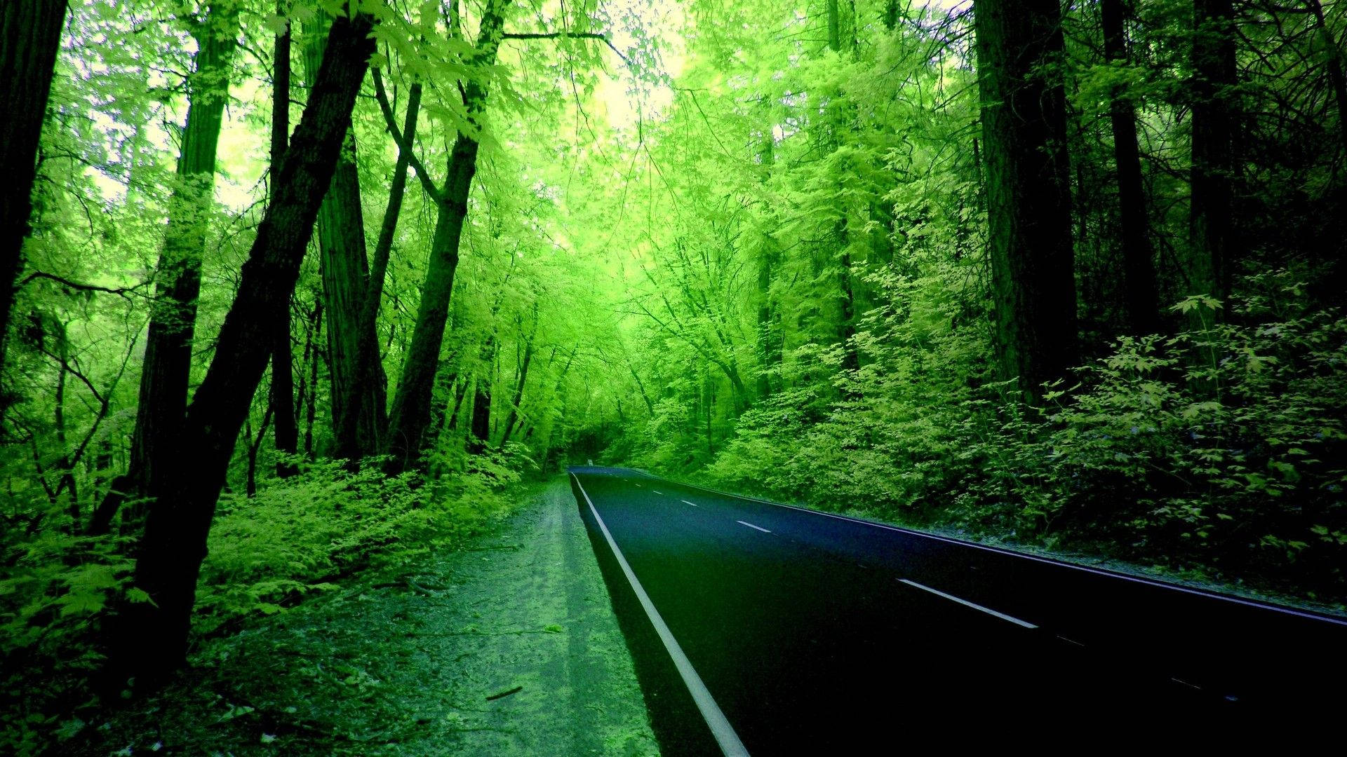 自然電腦壁紙：森林中的道路 壁紙 — 一條蜿蜒的瀝青路穿過茂密的森林，沐浴在透過高聳樹木過濾的充滿活力的綠光中。