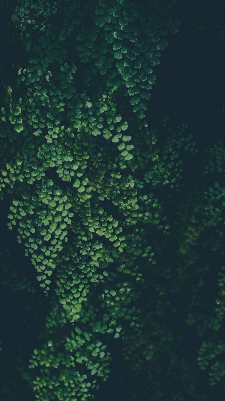 特寫鏡頭：茂密嘅綠色蕨葉喺黑暗背景下形成瀑布般嘅層次。