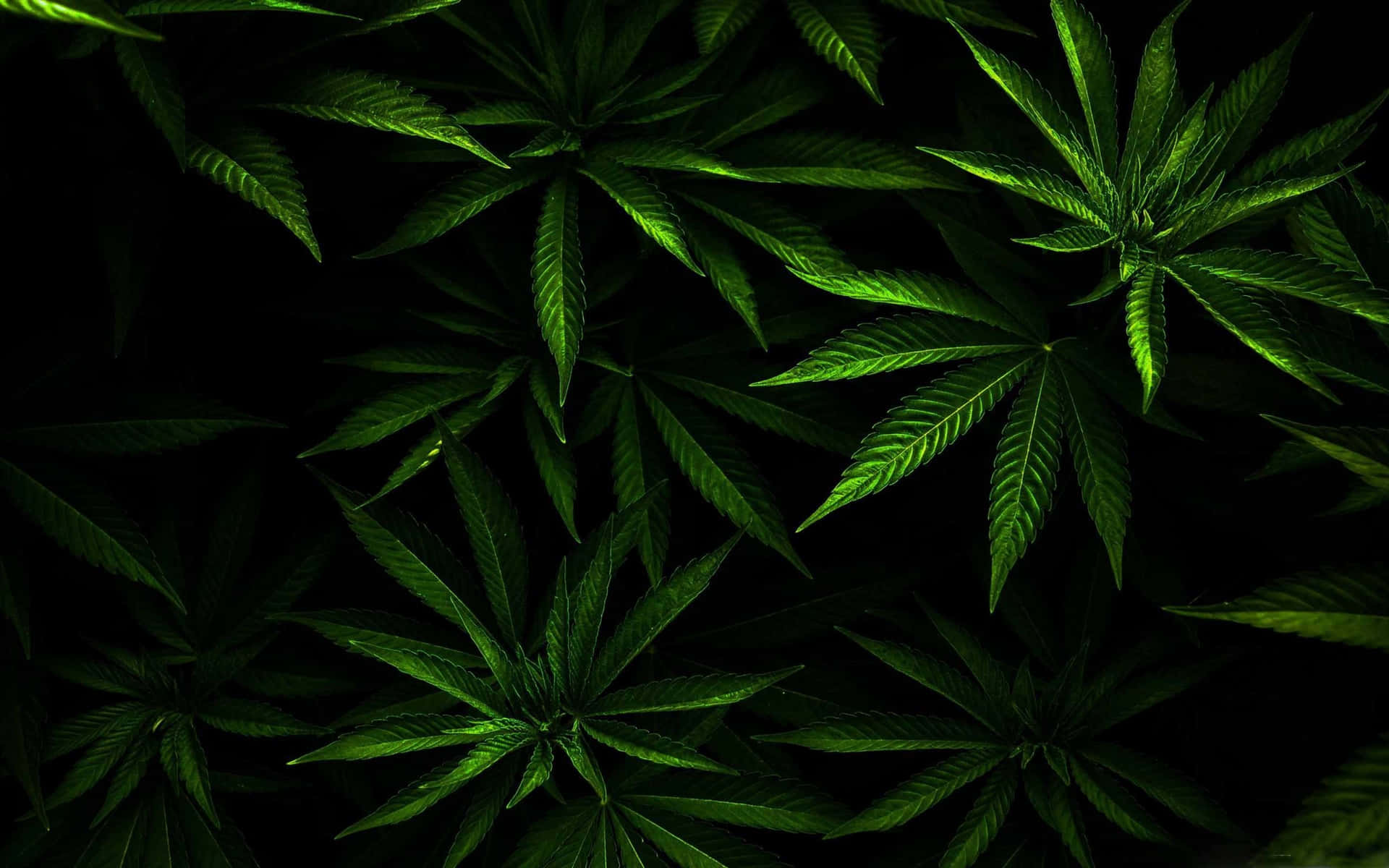 在黑色背景下發光的綠色大麻葉。