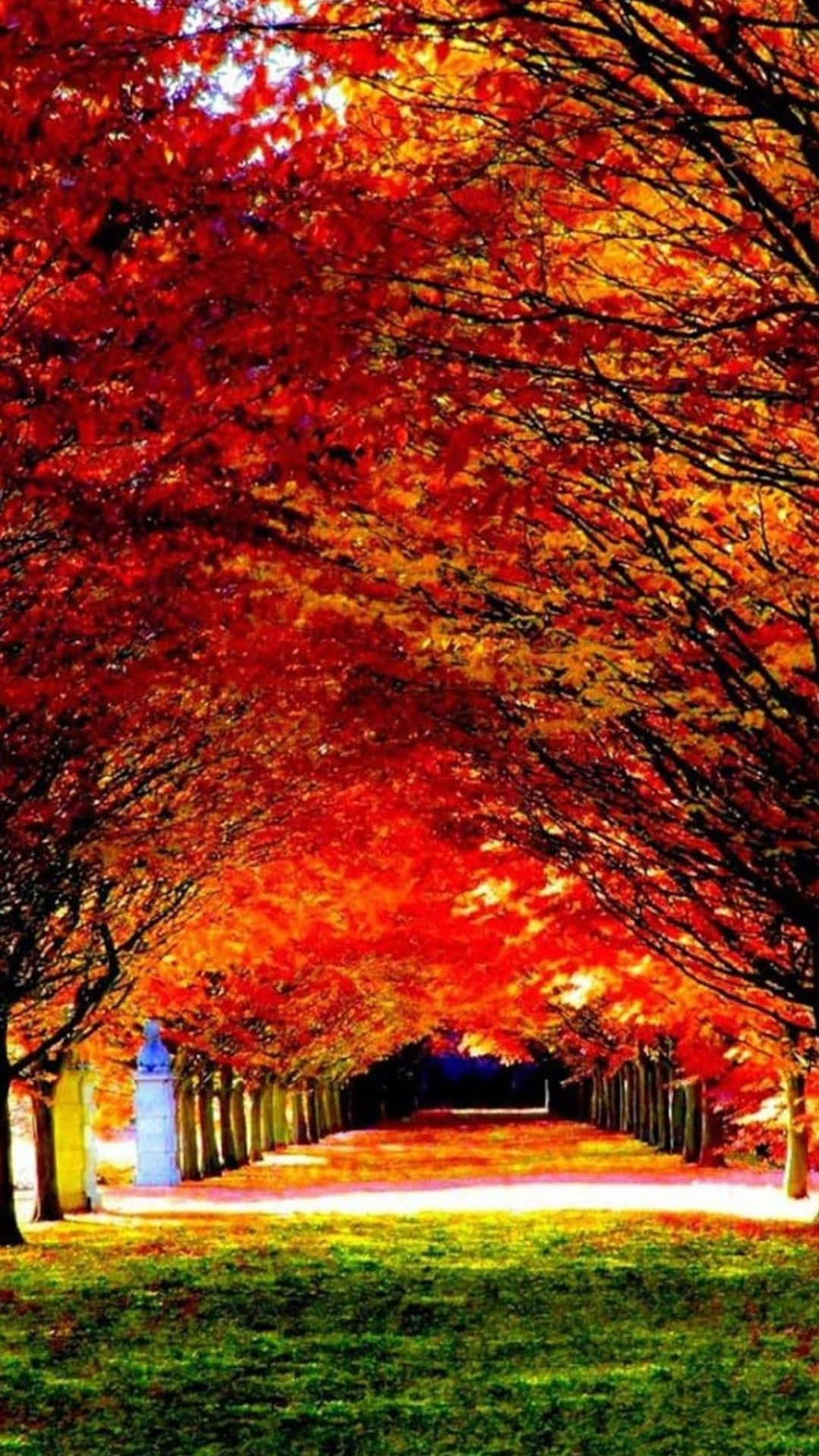 一條由紅色和橙色秋樹組成的隧道，框住了一條草地小徑。