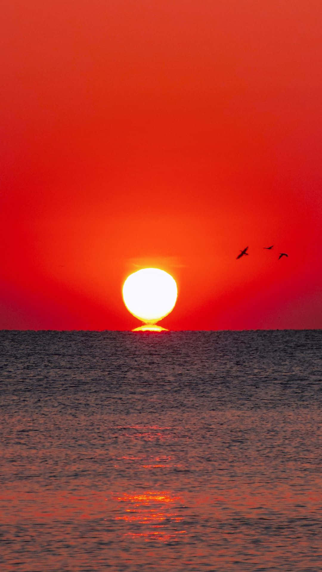 與 Android 一起享受夏日 壁紙 — 一輪火紅的太陽在平靜的海面上沉入地平線，三隻鳥在發光的天空中飛翔。