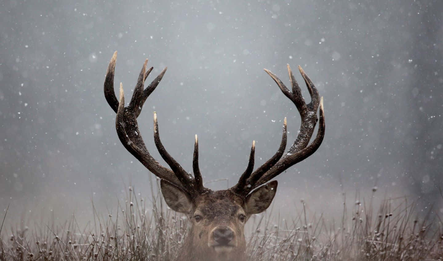 與 Buck 一同征服目標 壁紙 — 一頭雄偉的雄鹿，鹿角上沾滿雪花，在飄雪中直視前方，背景是柔和的灰色天空。