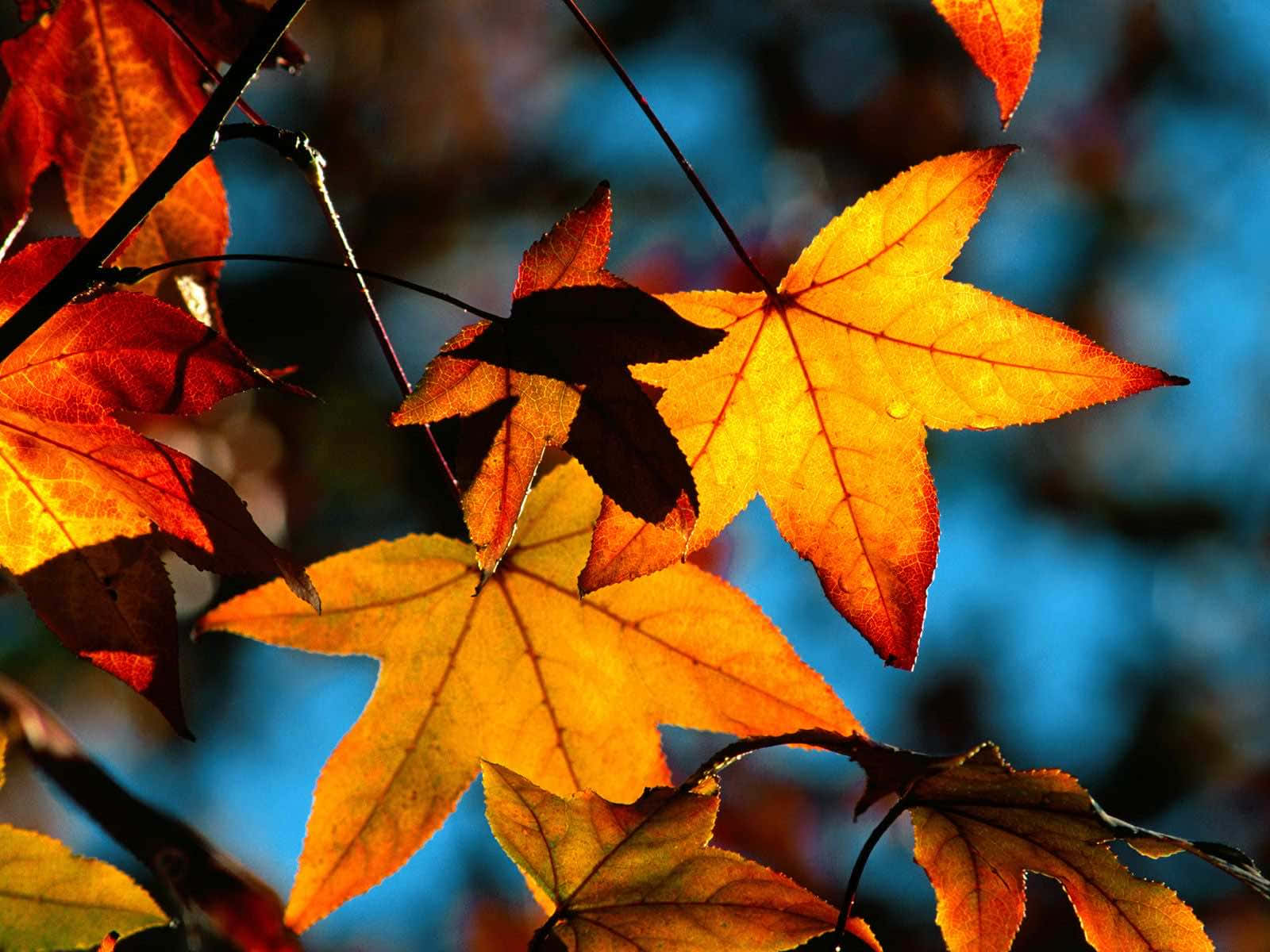 與 Cool Fall 一同欣賞絢麗秋葉 壁紙 — 鮮豔的秋葉在清涼的藍色模糊背景下散發出金黃色的橙色色調。
