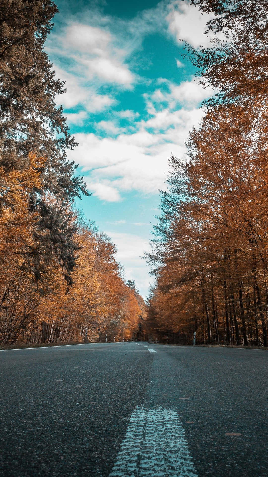 一條兩旁種滿秋樹的道路，上方是藍天白雲。