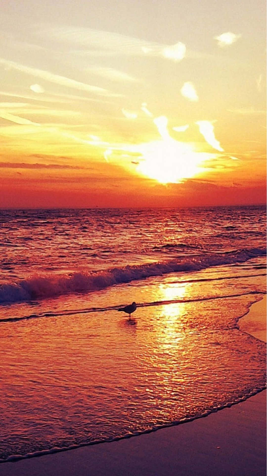 與 iPhone 一同欣賞海灘日落美景 壁紙 — 一隻孤獨的海鷗站在淺水中，夕陽在充滿活力的橙色和紅色海洋地平線上落下。