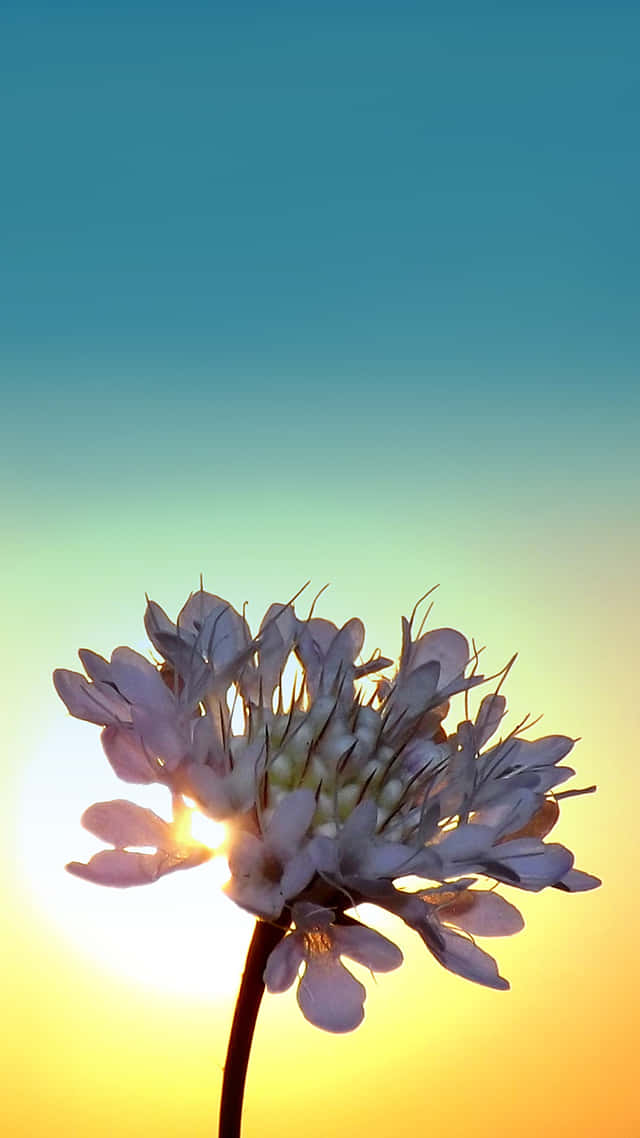 一朵白花在溫暖的夕陽天空下逆光拍攝。