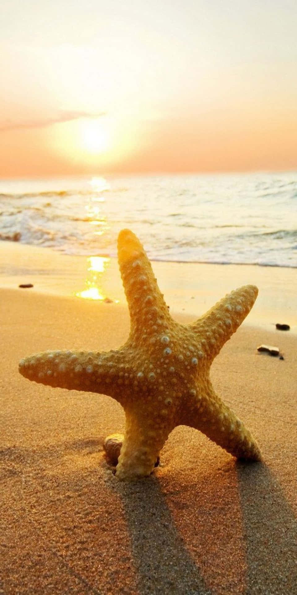 日落時分海灘上的海星與海浪