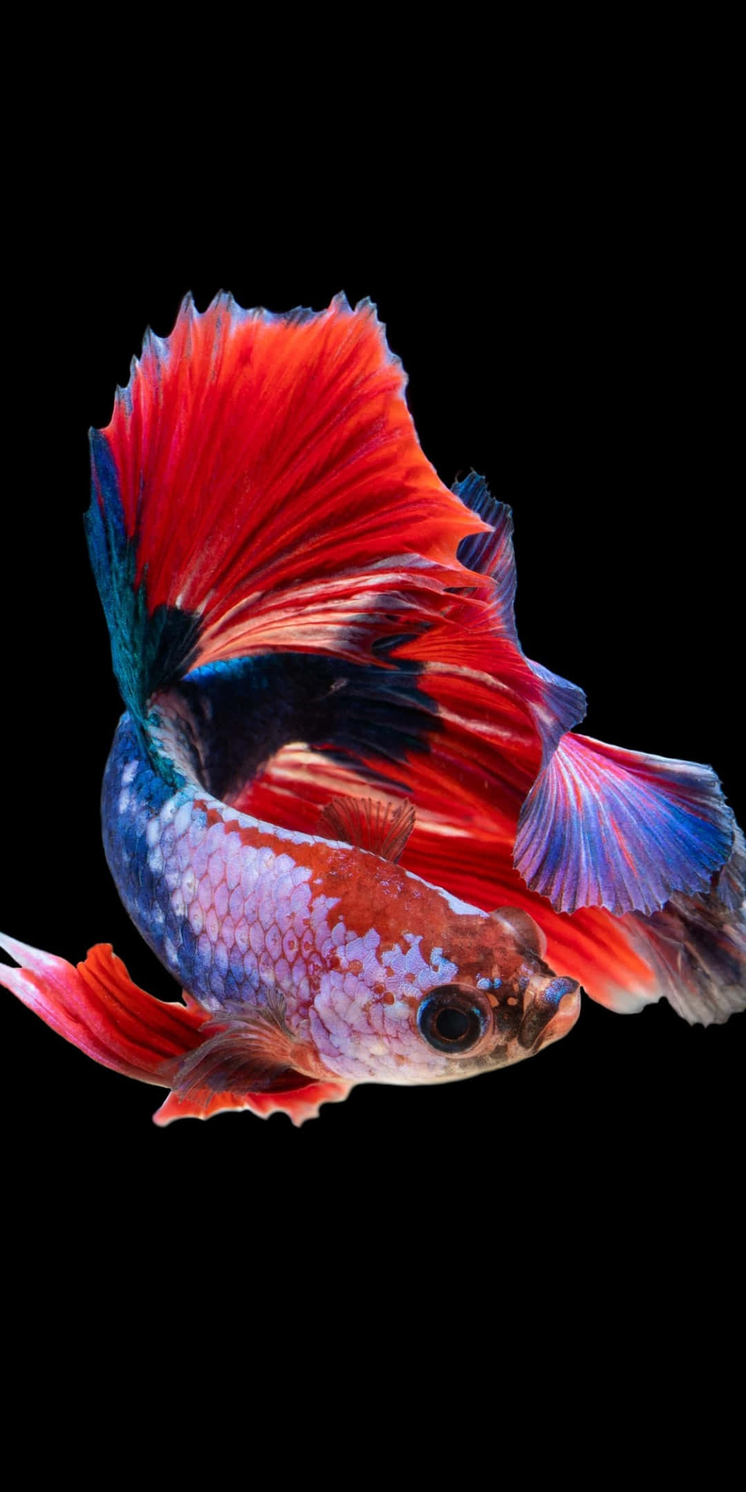 與 Pixel 3 一同探索海洋深處 壁紙 — 一條色彩鮮豔的鬥魚，帶有火紅和電藍色的魚鰭，在純黑背景下優雅地游動。