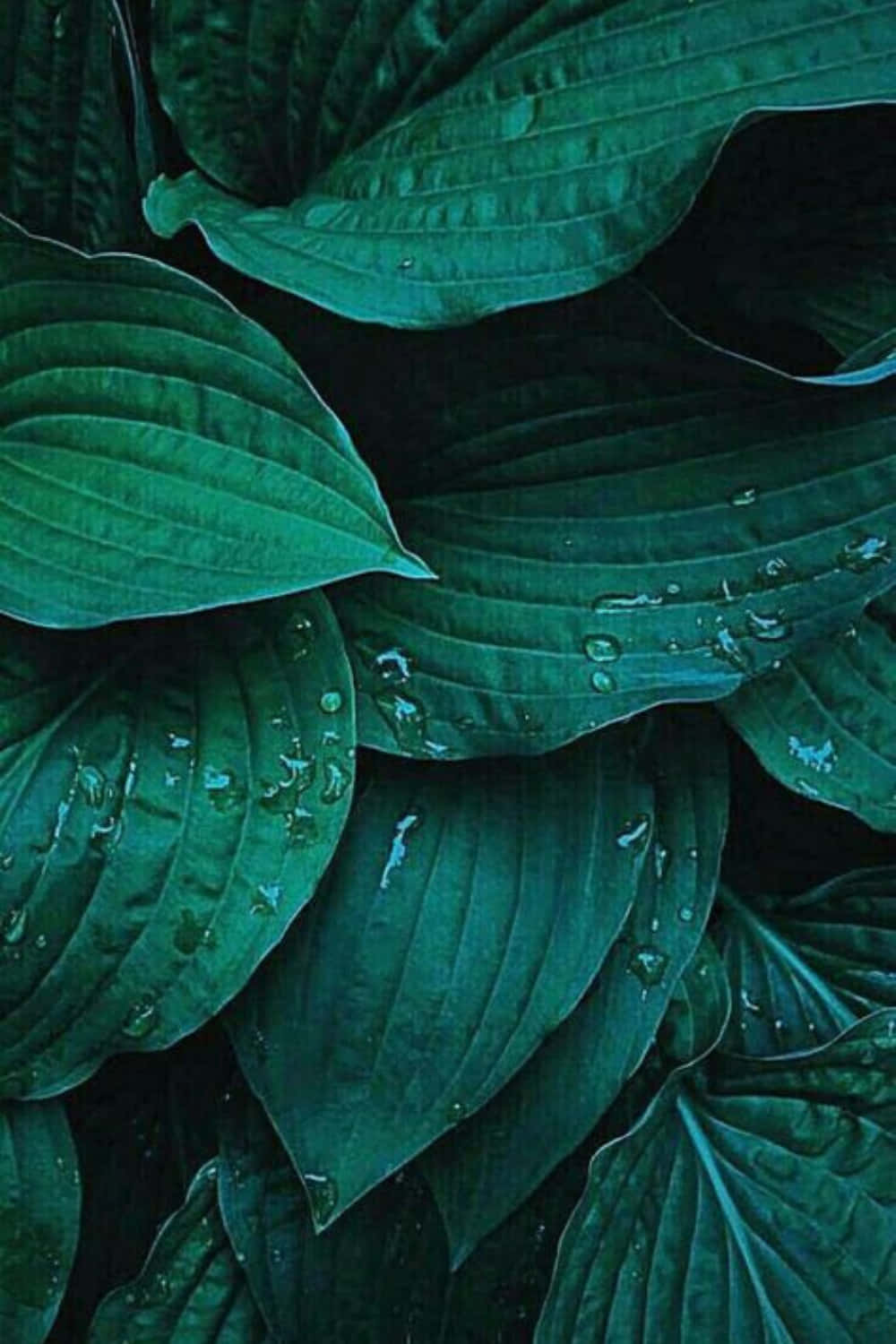 深綠色玉簪葉片上的水珠，在昏暗光線中。