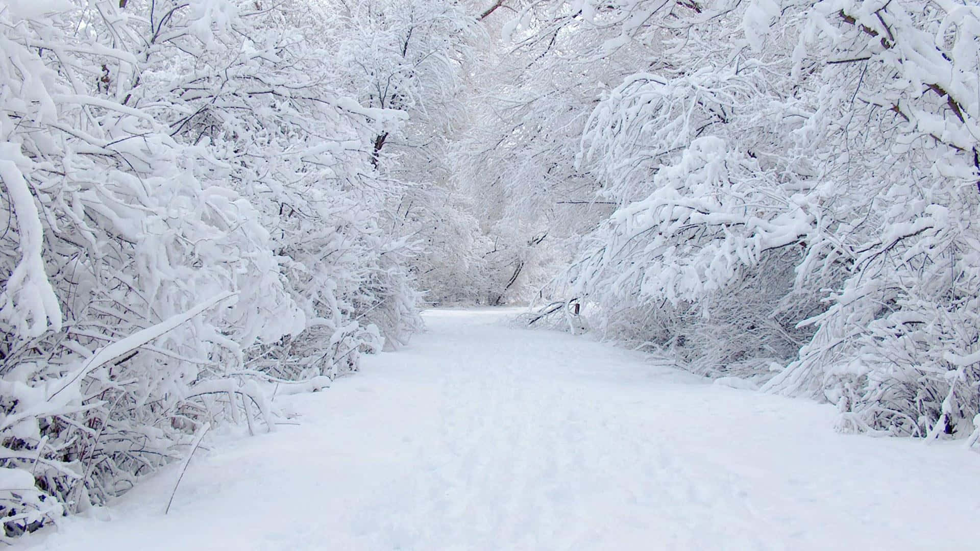 與 Snow Zoom 快速可靠的纜車，盡情享受滑雪或單板滑雪 壁紙 — 一條寧靜的積雪森林小徑蜿蜒穿過掛滿霜白積雪的樹木。