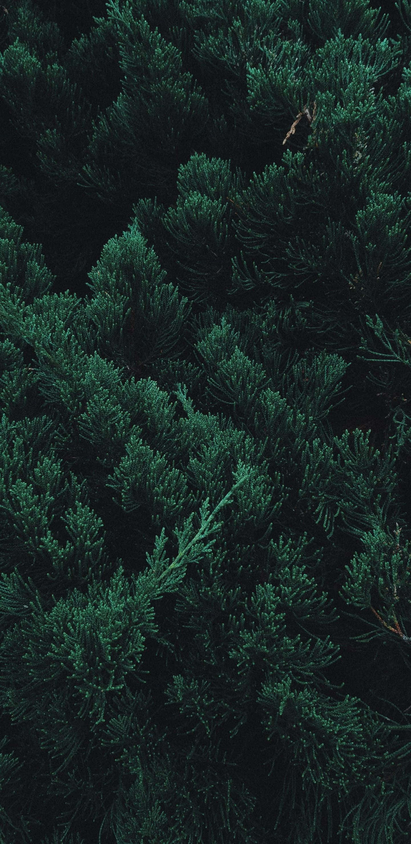 與「Trees iPhone」一同欣賞大自然之美 壁紙 — 深色常綠樹枝的密集特寫，帶有深色陰影，營造出陰鬱的森林質感。