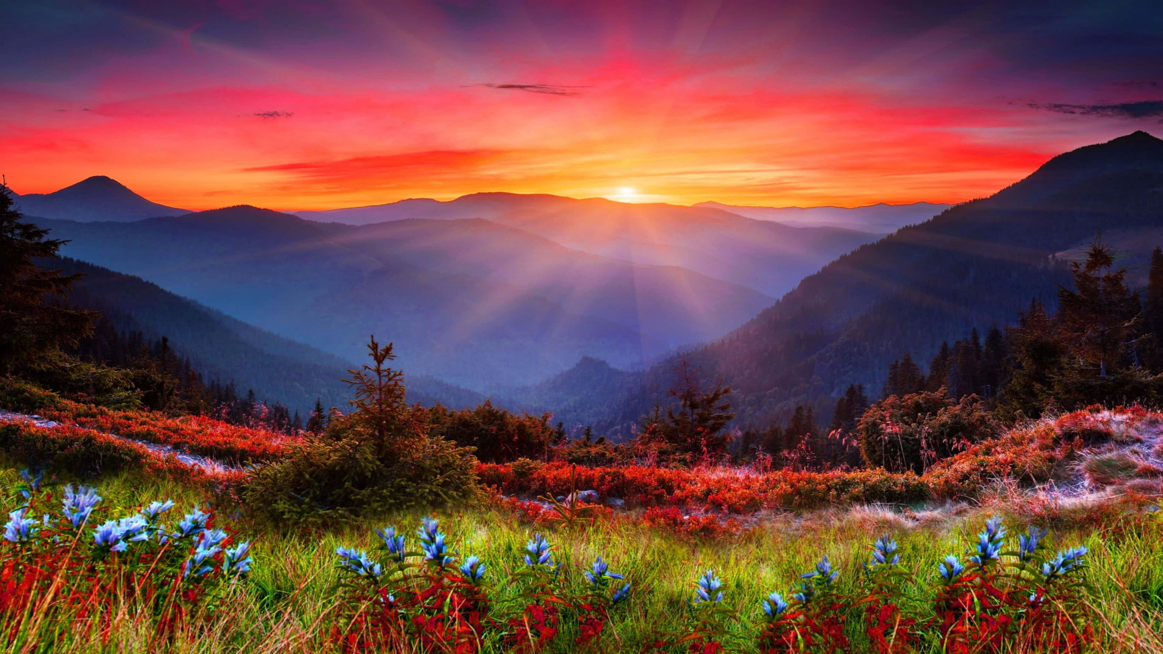 與 UHD 保持連接 壁紙 — 夕陽在層層山脈上散發出火紅和橙色的光芒，前景的野花在暮色中閃耀。