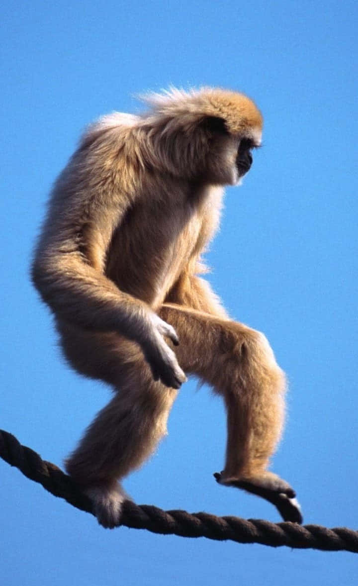 與Android Gibbon一同欣賞大自然之美 壁紙 — 一隻淺色毛髮的長臂猿優雅地棲息在一條粗繩上，背景是清澈的藍天。