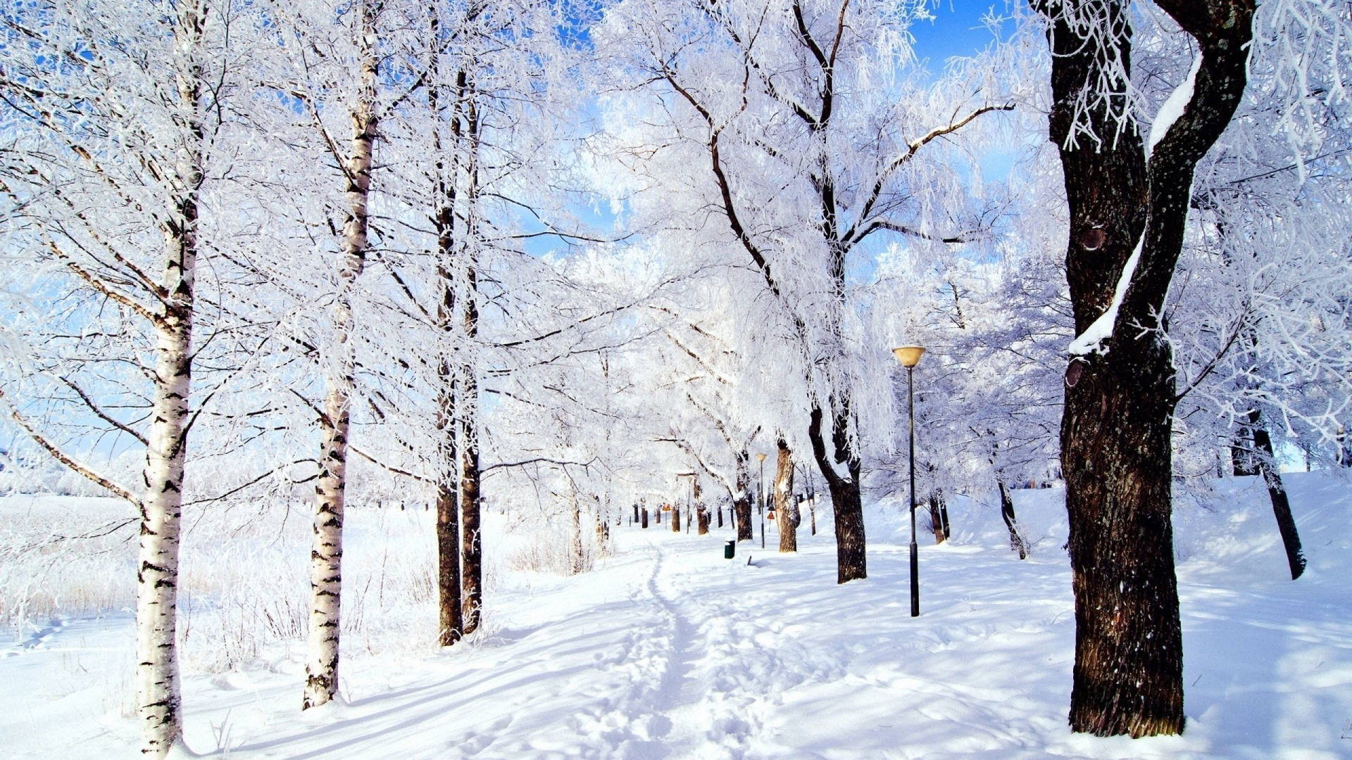 晴朗藍天下，兩旁結霜的白樺樹排列在白雪覆蓋的小徑上。