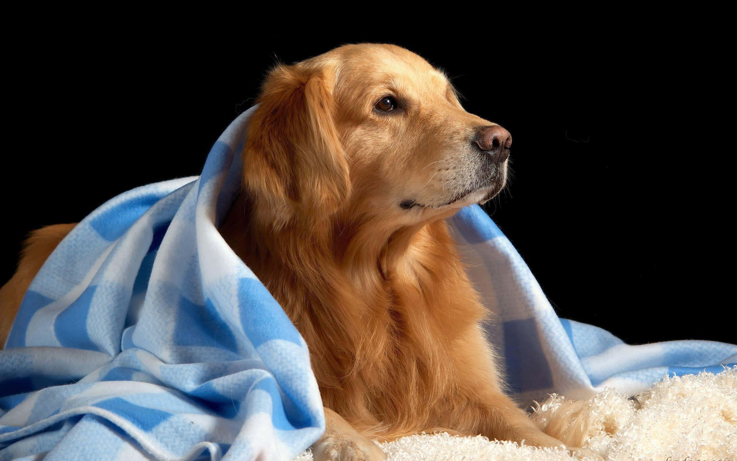 與主人親密依偎的金毛尋回犬 壁紙 — 一隻金毛尋回犬在黑色背景前，被藍白格仔毯包裹著，安靜地休息。