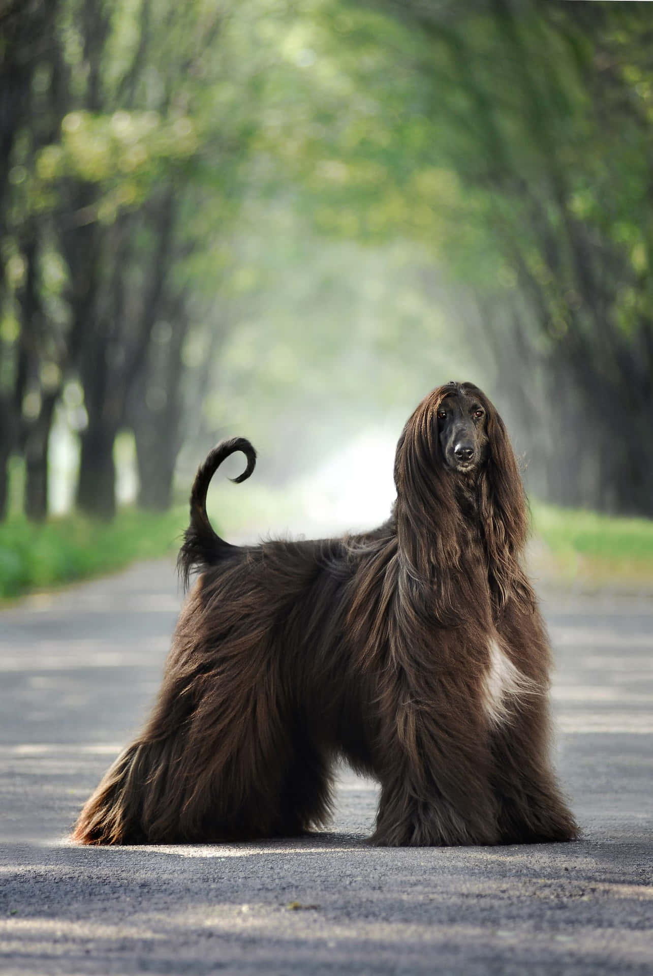一隻威風凜凜的阿富汗獵犬，長著棕色長毛，站在被樹木環繞的鋪砌道路上。