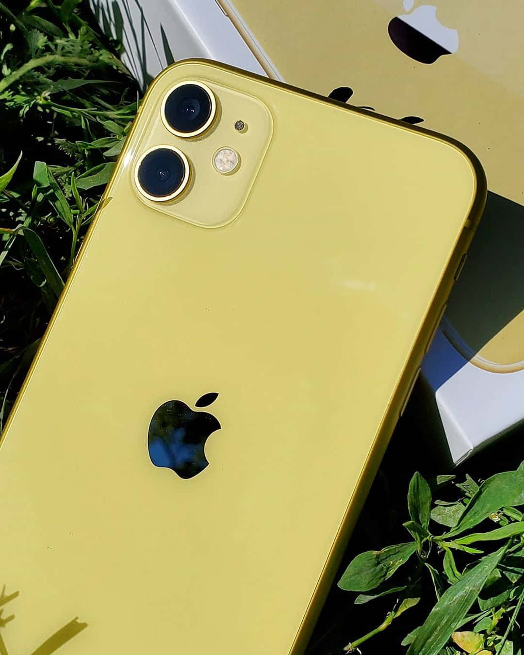 與全新創新 iPhone 12 一起探索世界 壁紙 — 一部鮮黃色的iPhone在明亮日光下，放在茂盛綠草上，旁邊是其匹配的盒子。