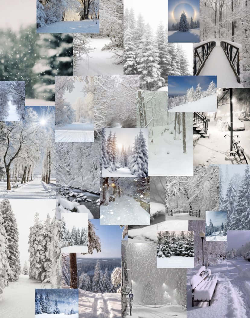 冬季森林場景，有被雪覆蓋的樹木、橋樑和小徑，在柔和的藍白燈光下。