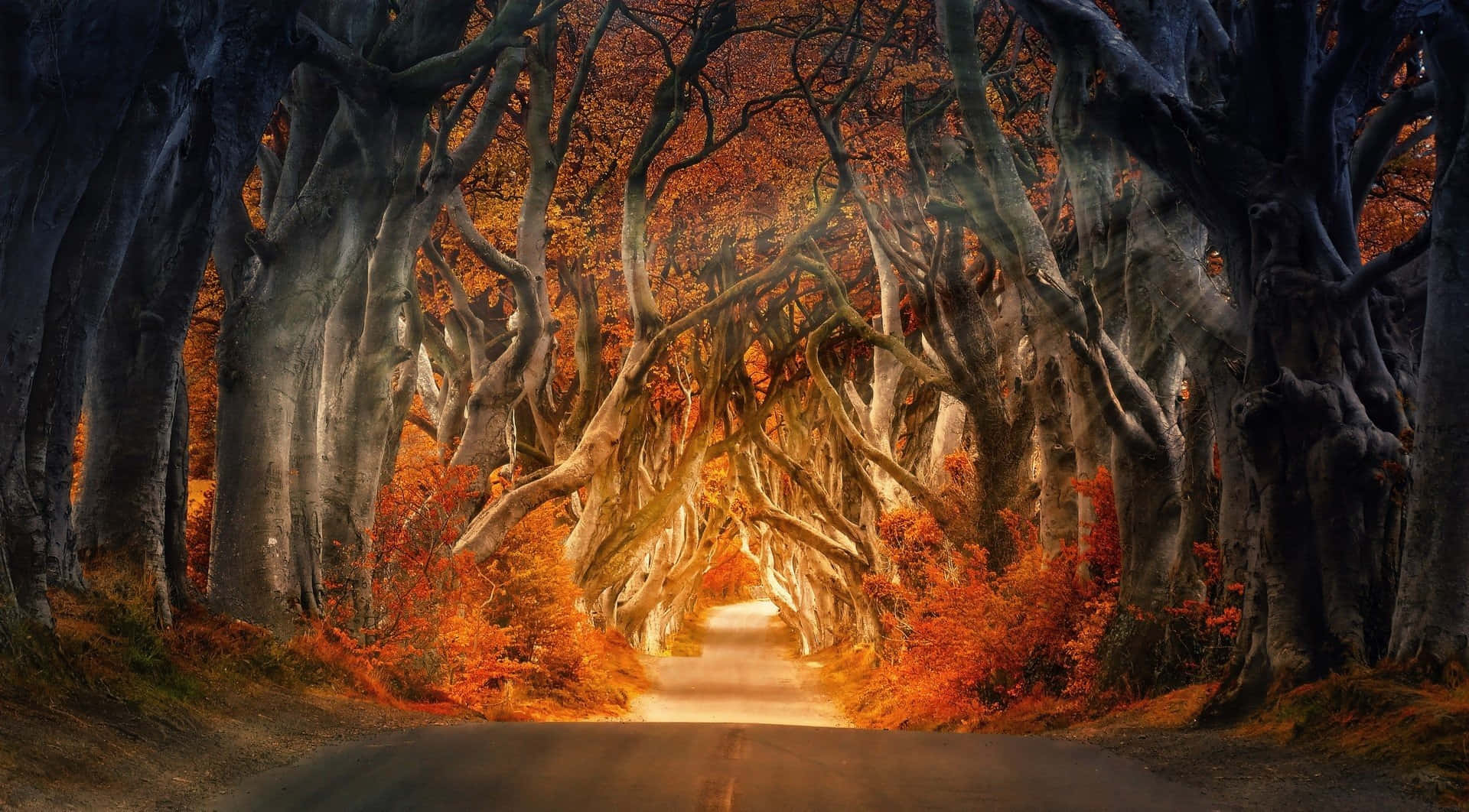 與可愛絢麗秋葉一同享受秋日 壁紙 — 一條蜿蜒的道路在古老樹木的樹冠下溫暖地發光，樹木披著火紅的秋葉。
