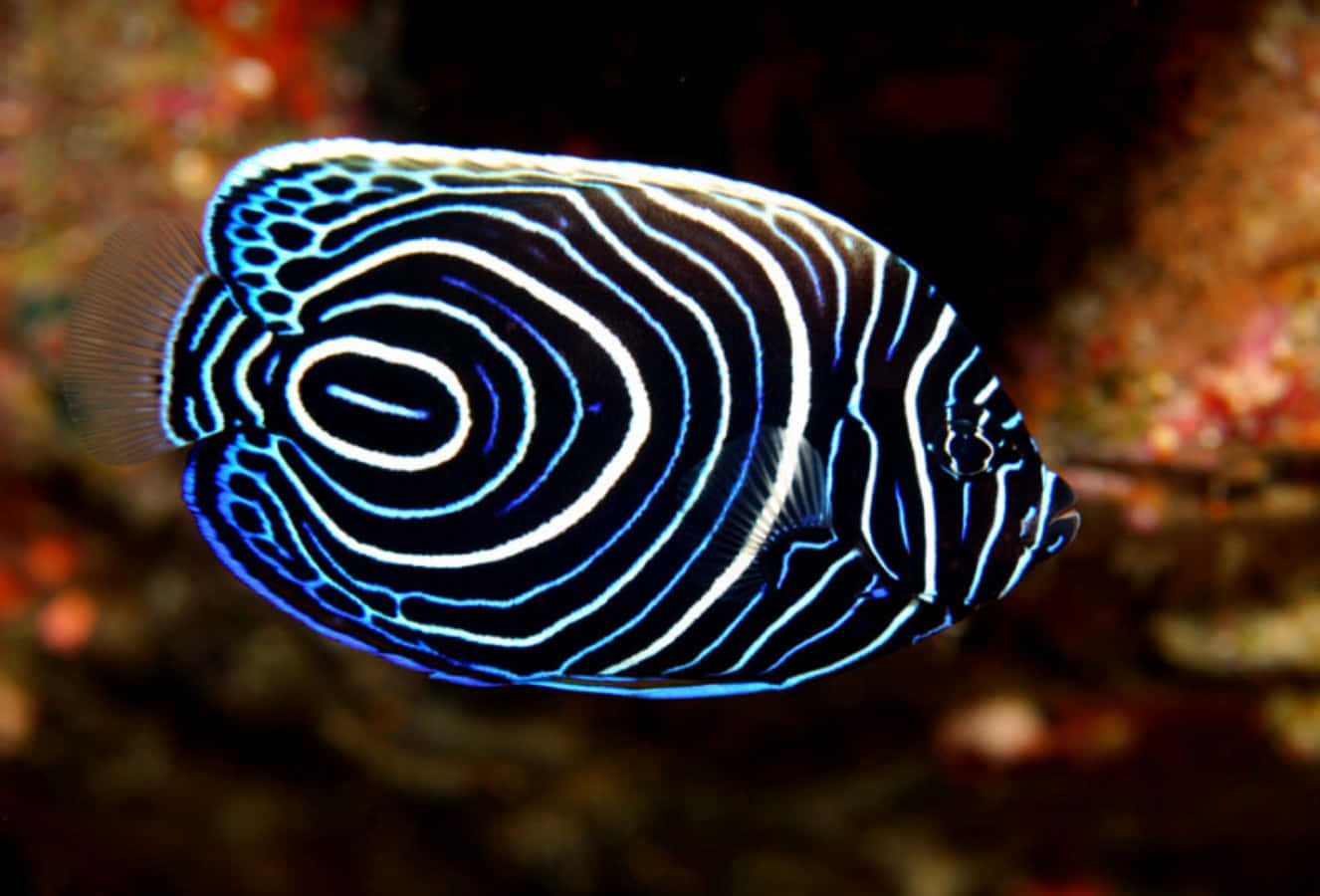與多種鮮豔魚類一同體驗海底世界 壁紙 — 一條引人注目的神仙魚，帶有鮮明的藍白相間同心條紋，在輕柔模糊的珊瑚礁中滑行。