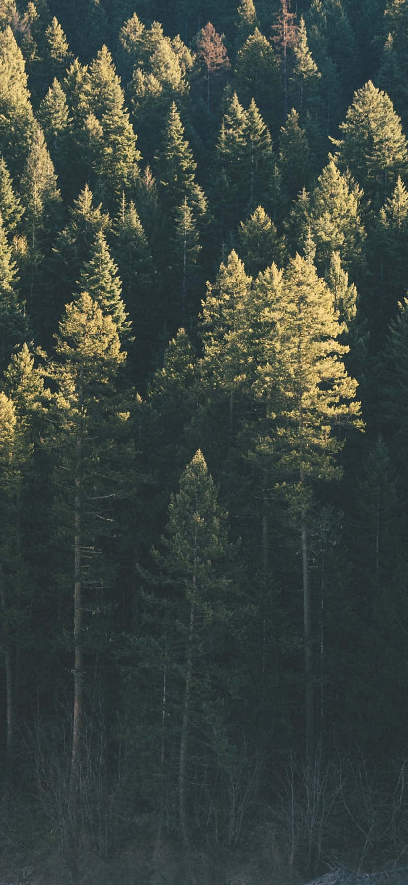 與大自然悠閒漫步，Trees iPhone 帶你感受自然之美 壁紙 — 陽光穿過茂密的高大常綠樹林，在深綠色樹葉上投下斑駁的金色光芒。