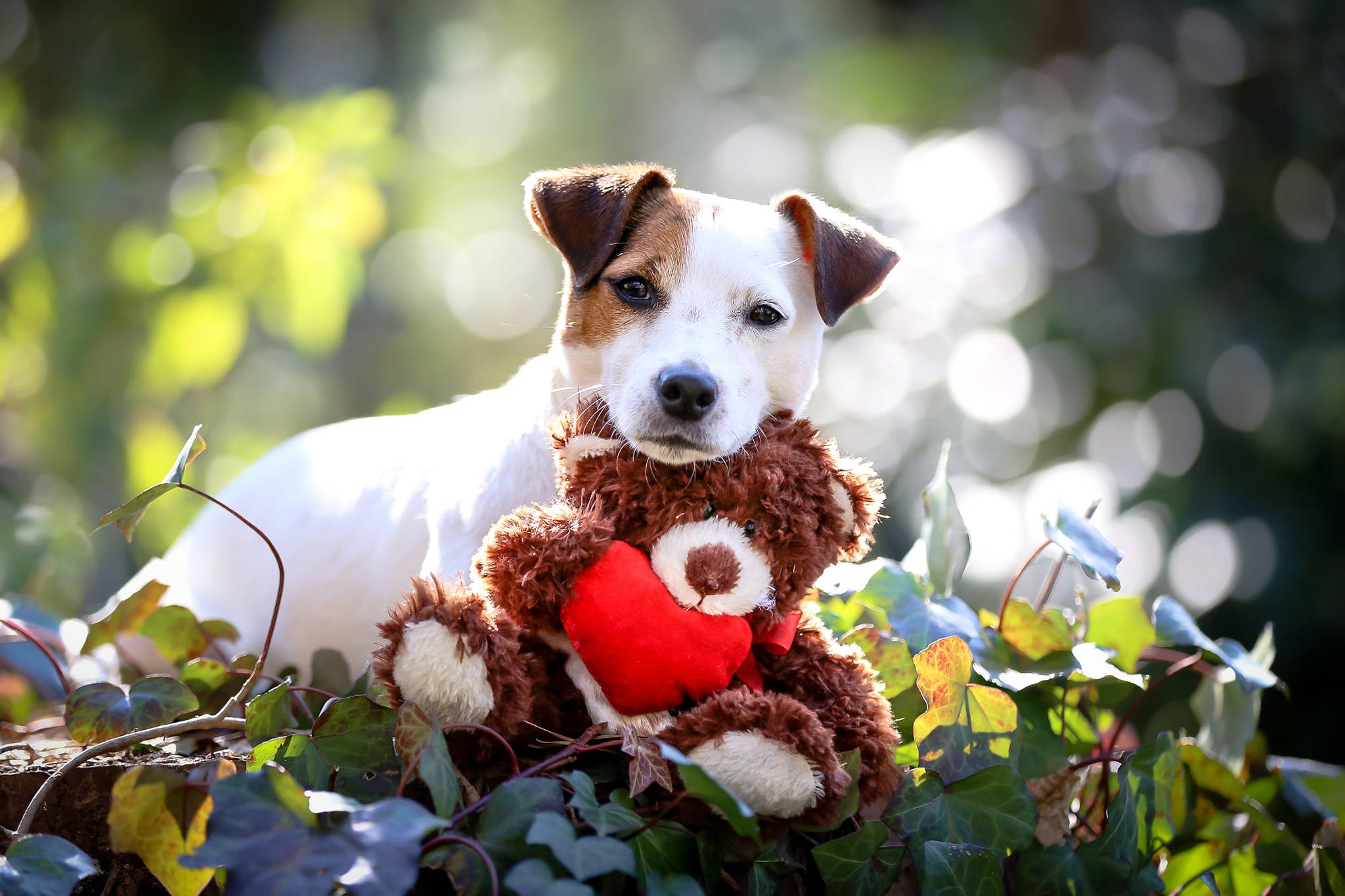與小熊相擁的可愛白毛幼犬 壁紙 — 一隻積羅素爹利幼犬在綠色常春藤中休息，抱著一個帶有紅色心形的棕色泰迪熊。
