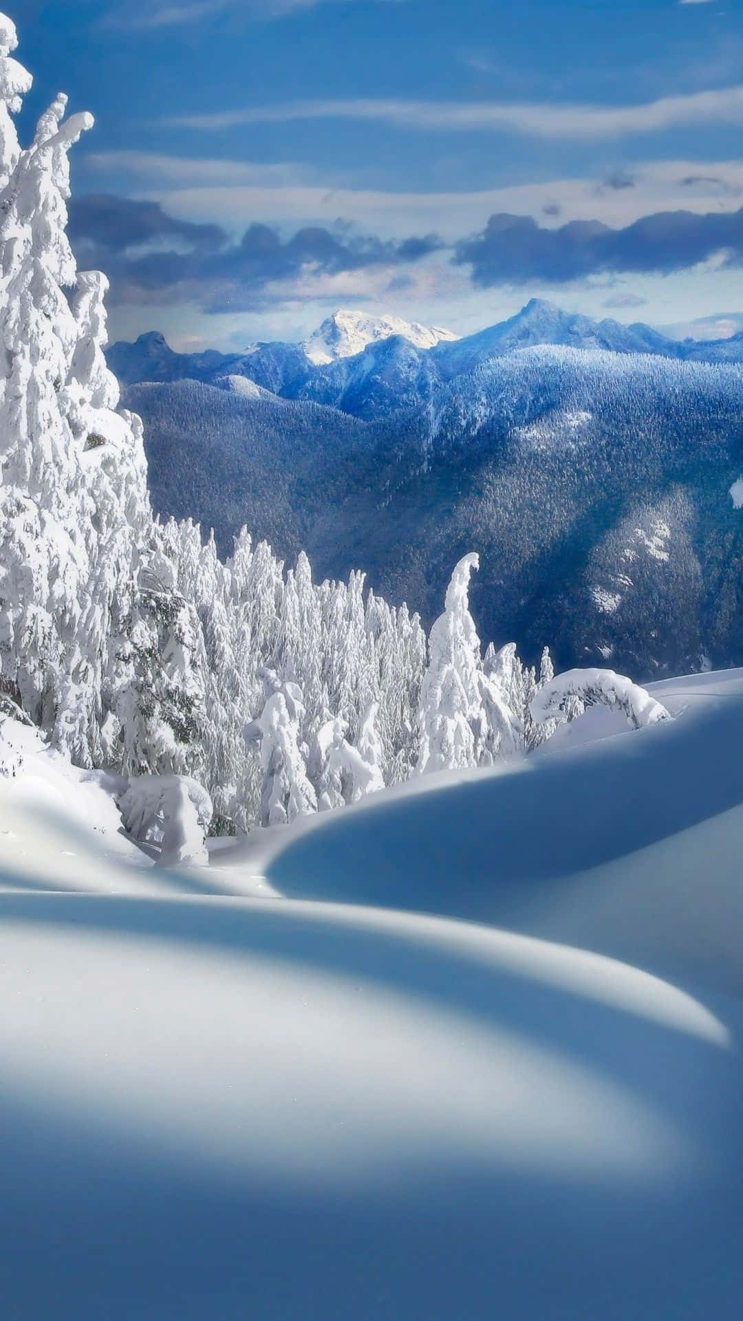白雪覆蓋的樹木和山脈，晴空萬里。