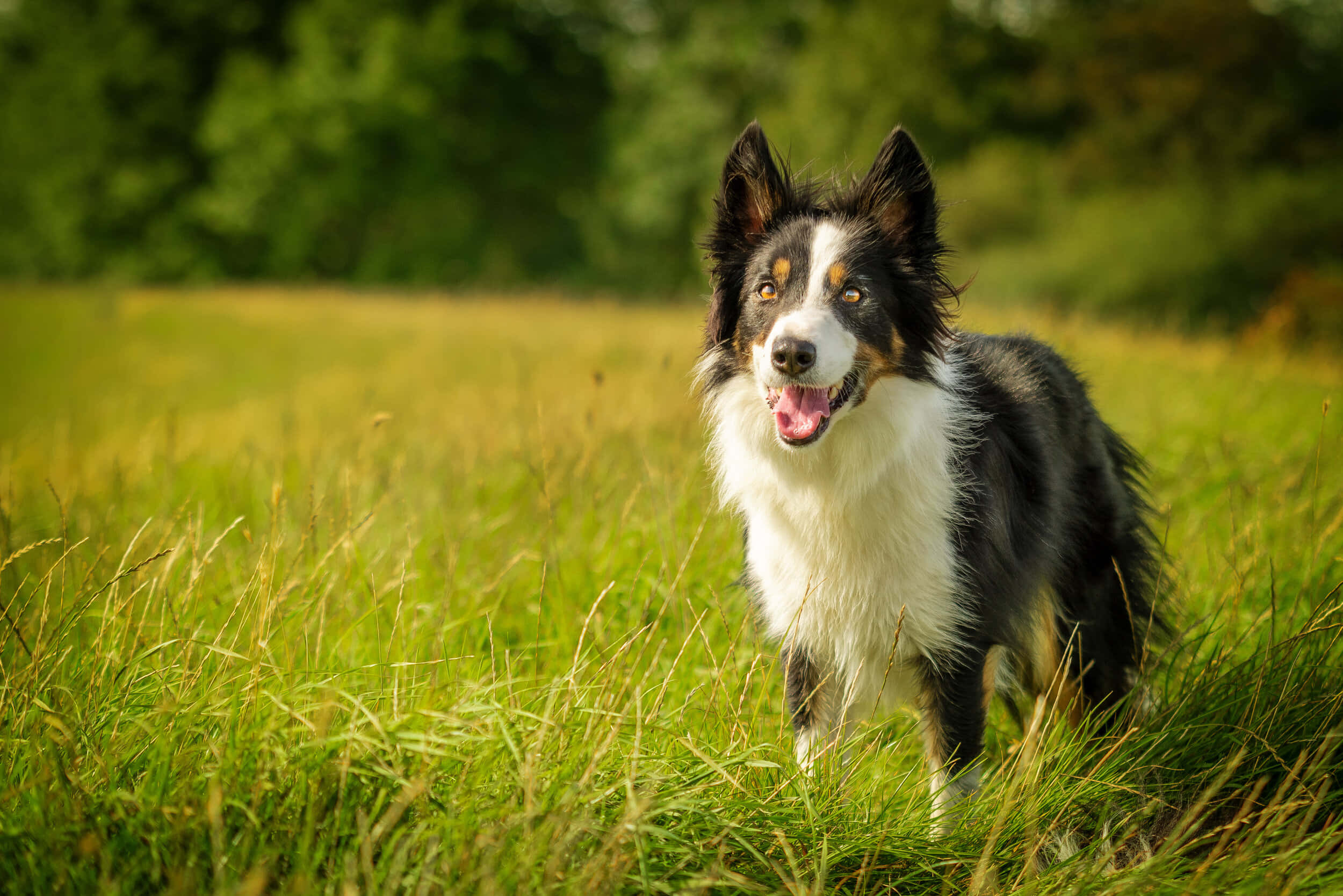 與我的邊境牧羊犬在公園享受陽光天氣！ 壁紙 — 一隻快樂的黑白邊境牧羊犬帶有棕褐色斑紋，在陽光明媚的草地上警覺地站著，背景有樹木。
