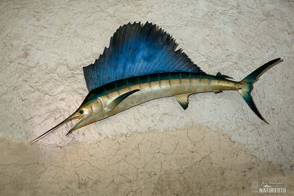 與旗魚共度海上時光 壁紙 — 一條標本旗魚，帶有鮮豔的藍色帆狀背鰭和金屬質感的身體，安裝在龜裂的米色牆上。