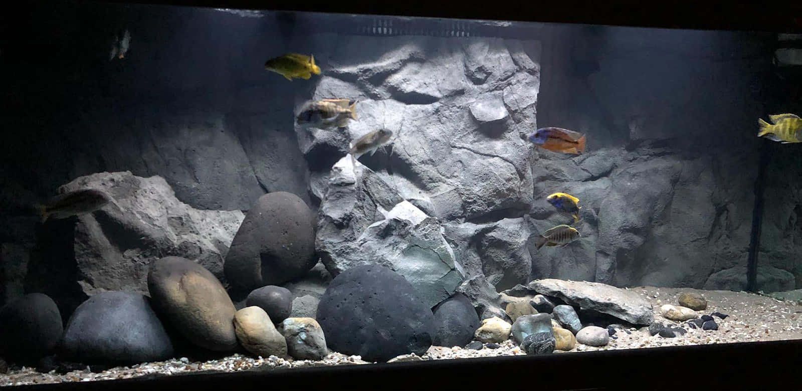 色彩繽紛的魚兒在光線昏暗的水族箱中於岩石間游動。