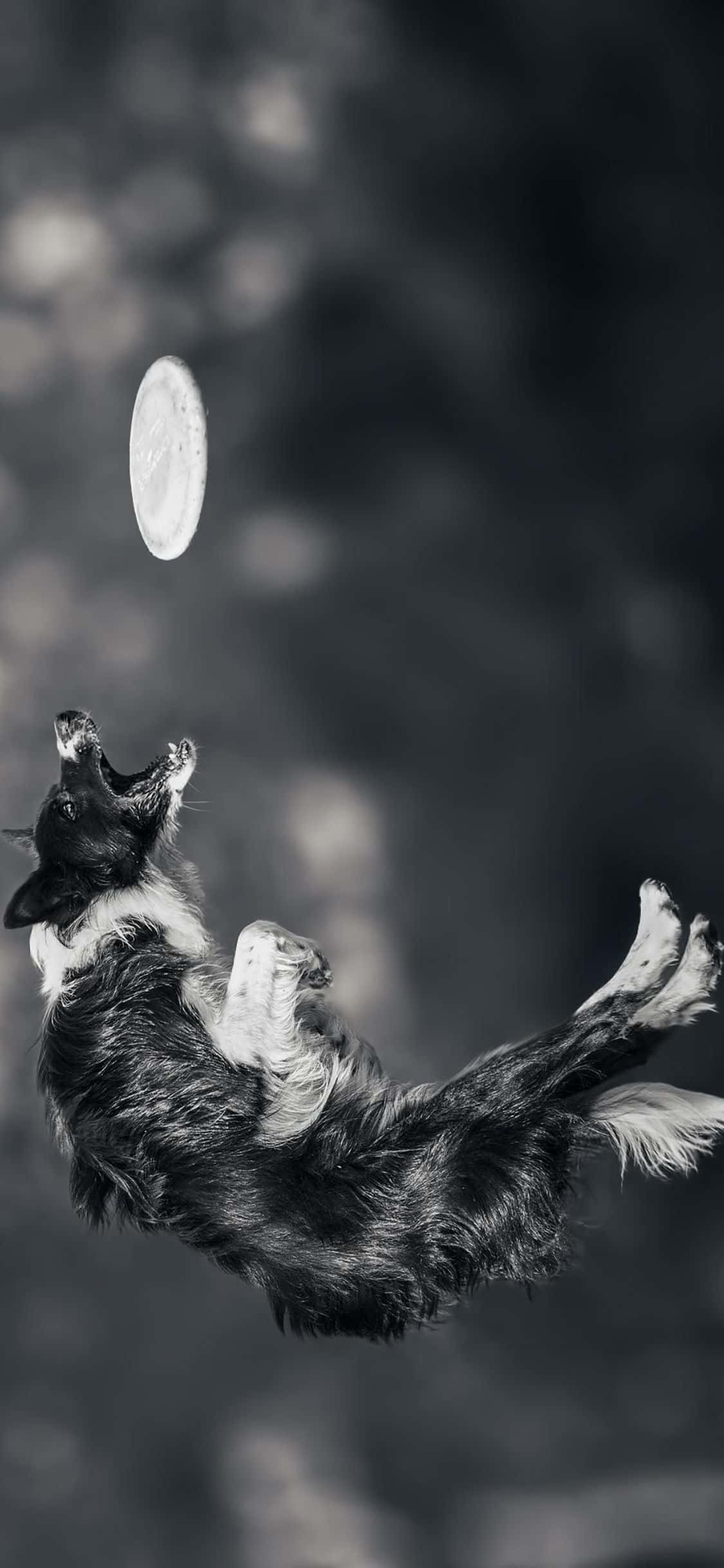 與朋友一起玩飛盤，搭配 iPhone Xs 壁紙 — 一隻黑白邊境牧羊犬在空中躍起，伸出爪子接住飛盤，背景是模糊的自然景色。
