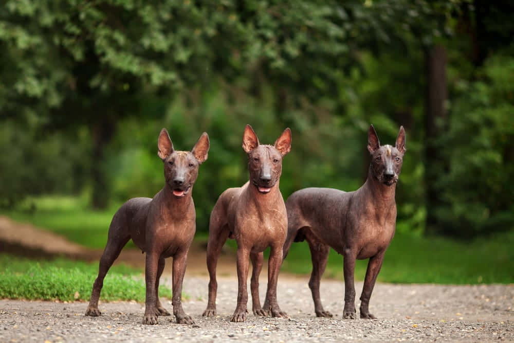 三隻無毛的墨西哥Xoloitzcuintli狗站在森林中的碎石路上。