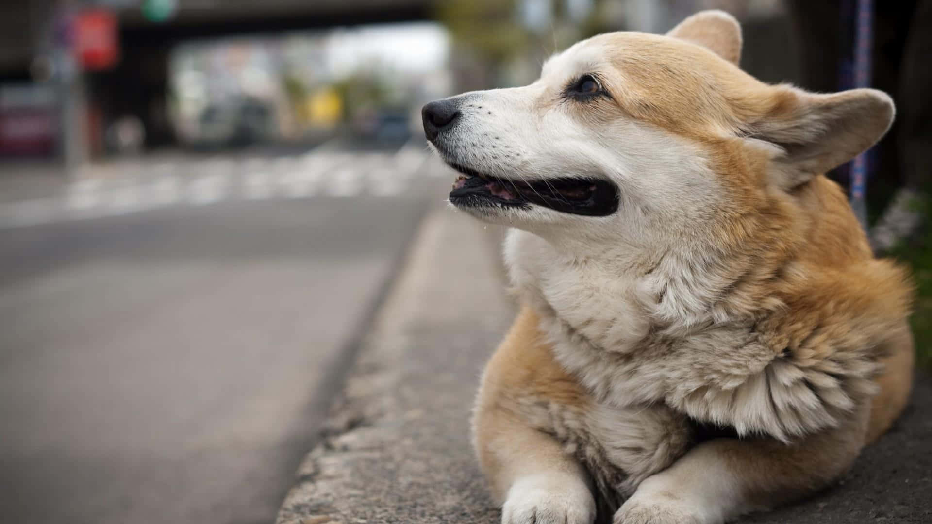 一隻棕白色哥基犬坐在行人路邊望向別處。