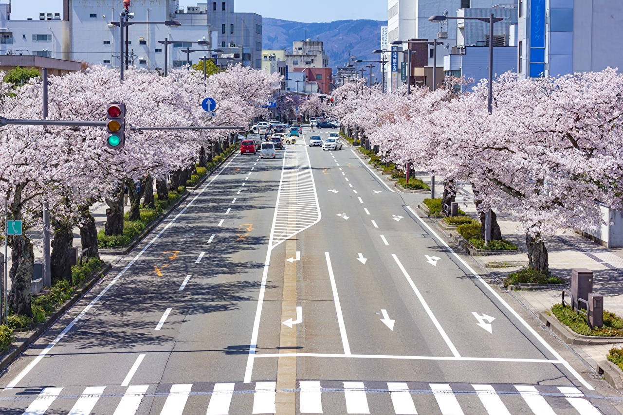 櫻花樹排列在設有汽車和交通燈的城市街道上。