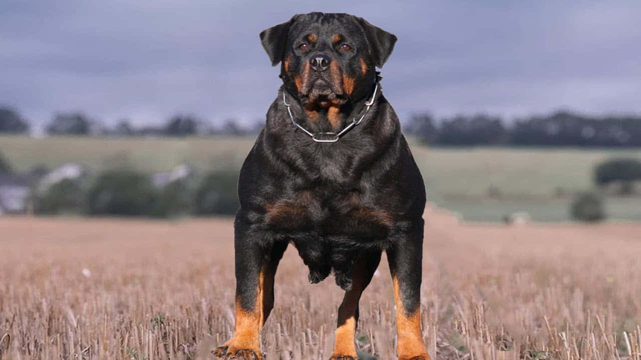 一隻羅威納犬戴著鏈條項圈站在田野裡。