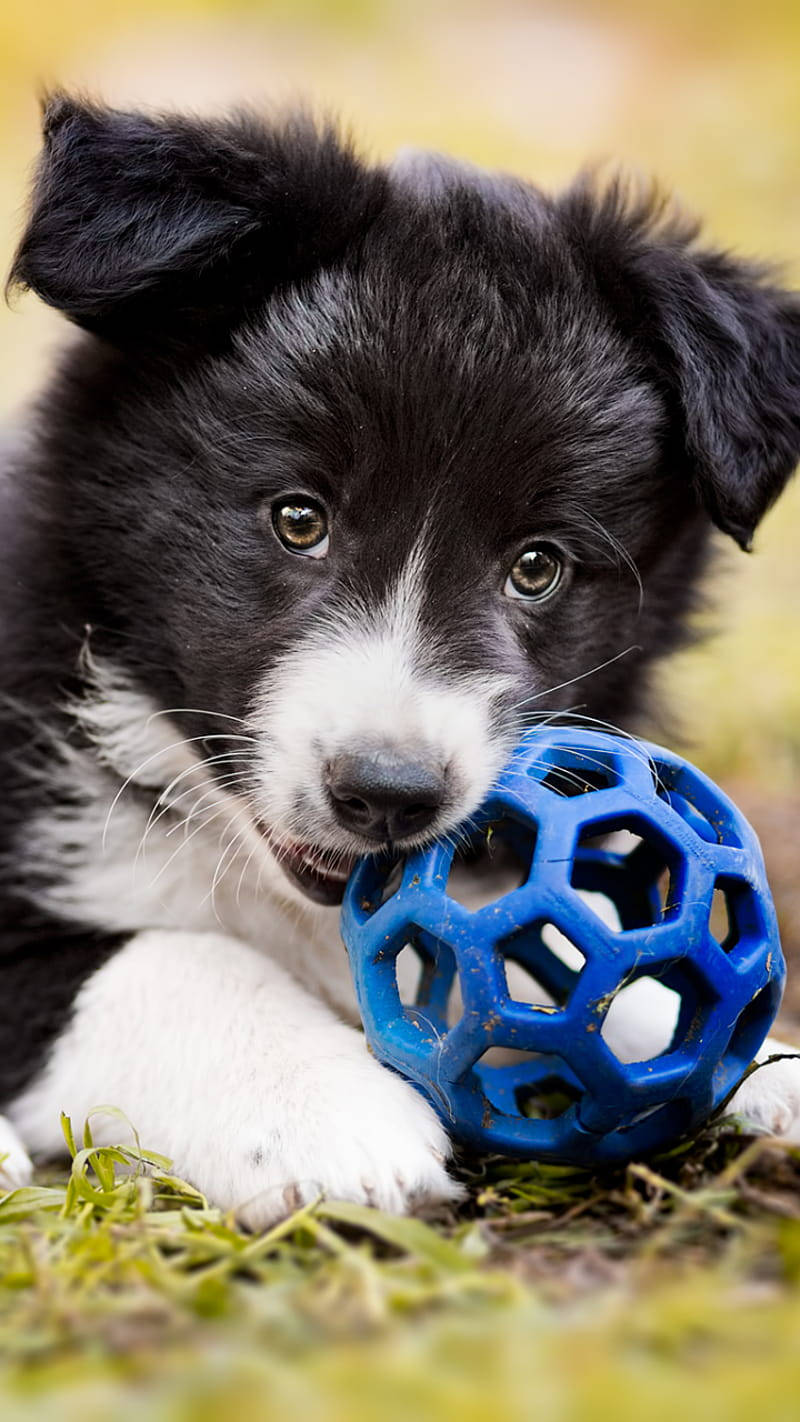 與滾筒玩具嬉戲的邊境牧羊犬幼犬 壁紙 — 一隻黑白相間、眼睛明亮的小狗在草地上輕輕咬著一個藍色幾何球。