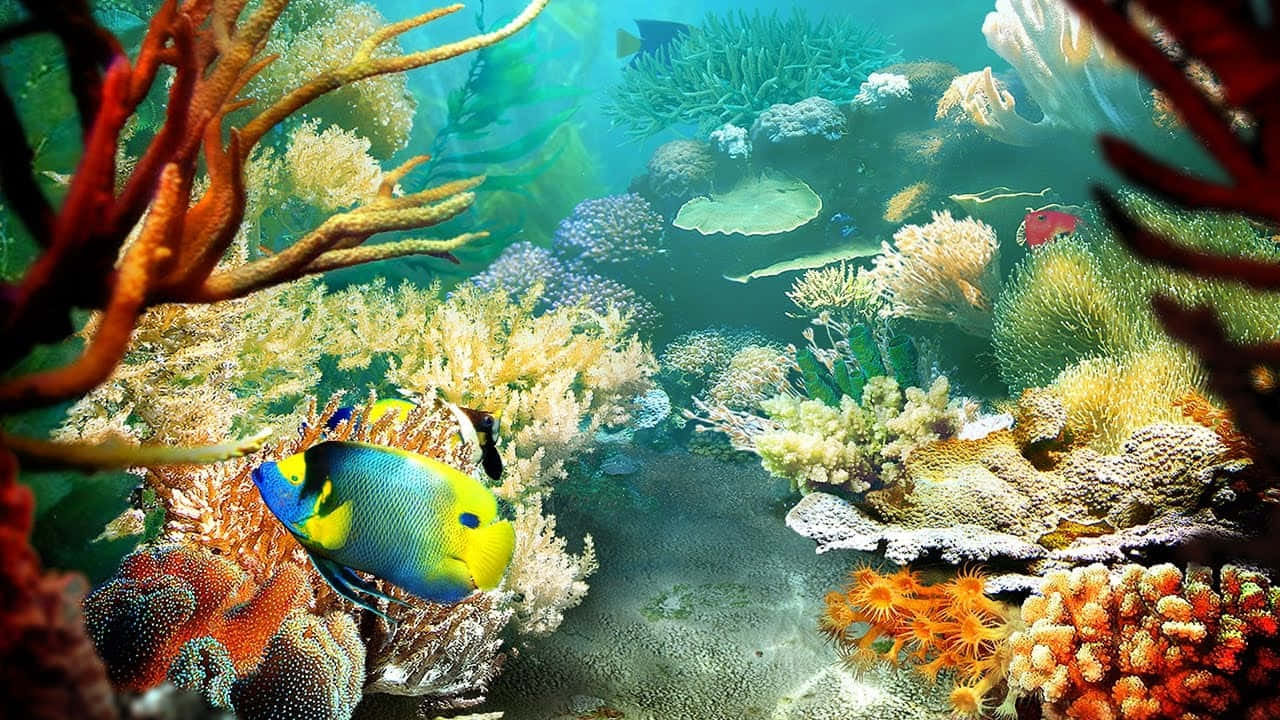 色彩繽紛的珊瑚礁，熱帶魚在清澈的藍色海水中游動。