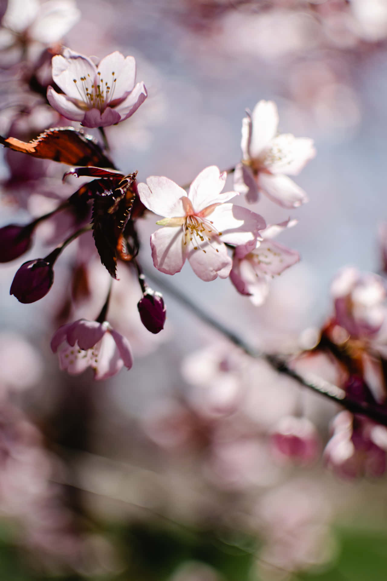 春天樹枝上帶有蝴蝶的粉紅色櫻花。