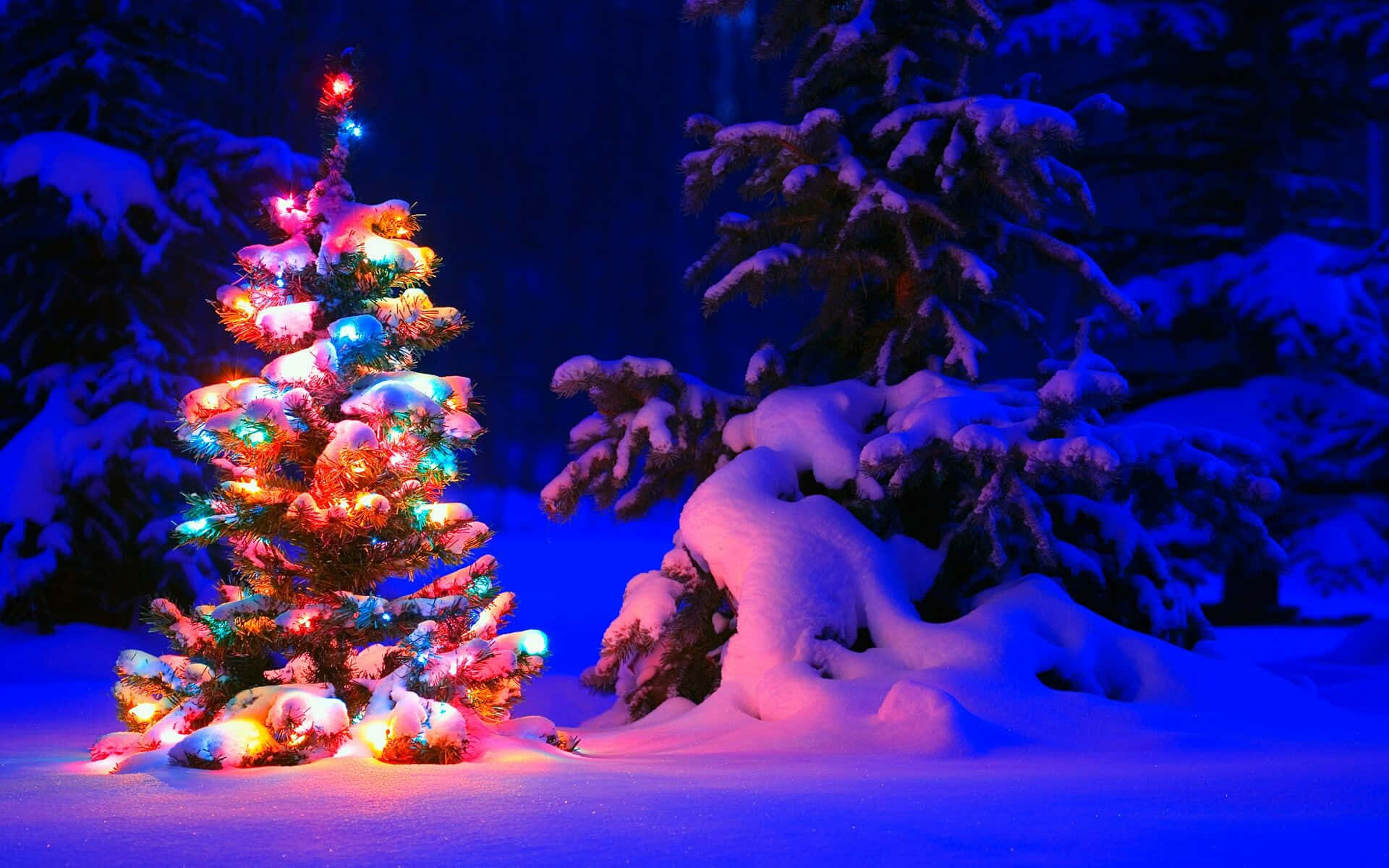 一棵裝飾好的聖誕樹在夜晚的雪地森林中發光。