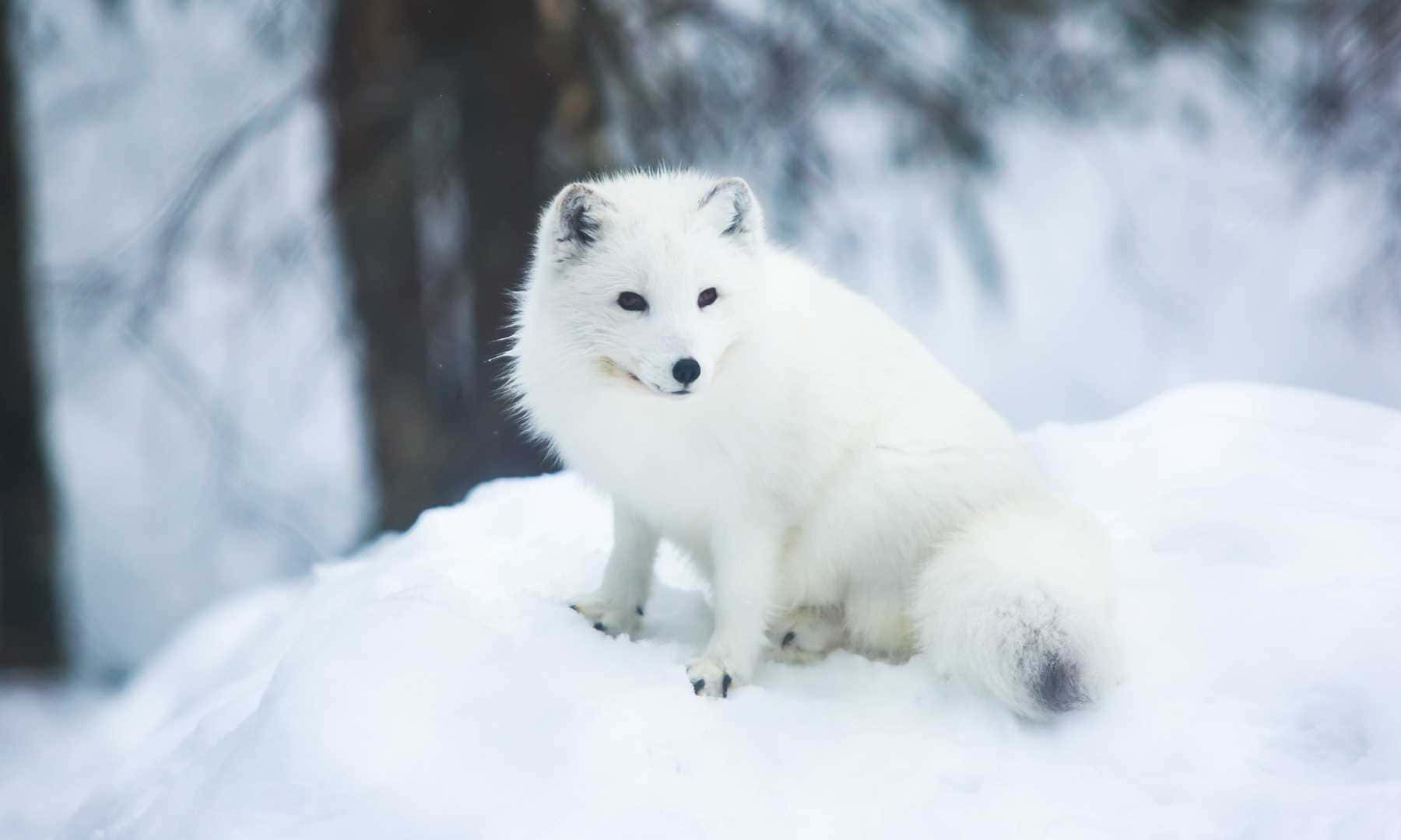 白色北極狐坐在樹旁的深雪中