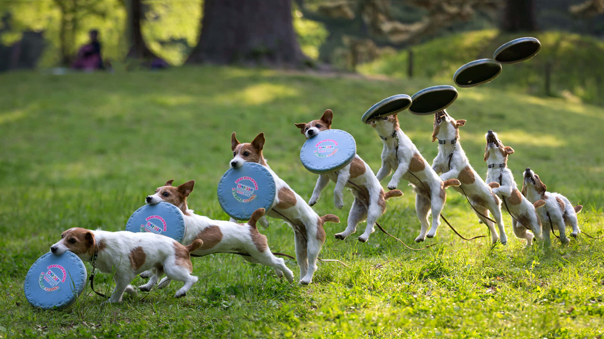 積羅素爹利犬在陽光明媚的公園草地上接住飛盤。